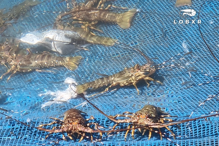 The Measure of Progress — Learning from Lampung’s Quiet Wisdom