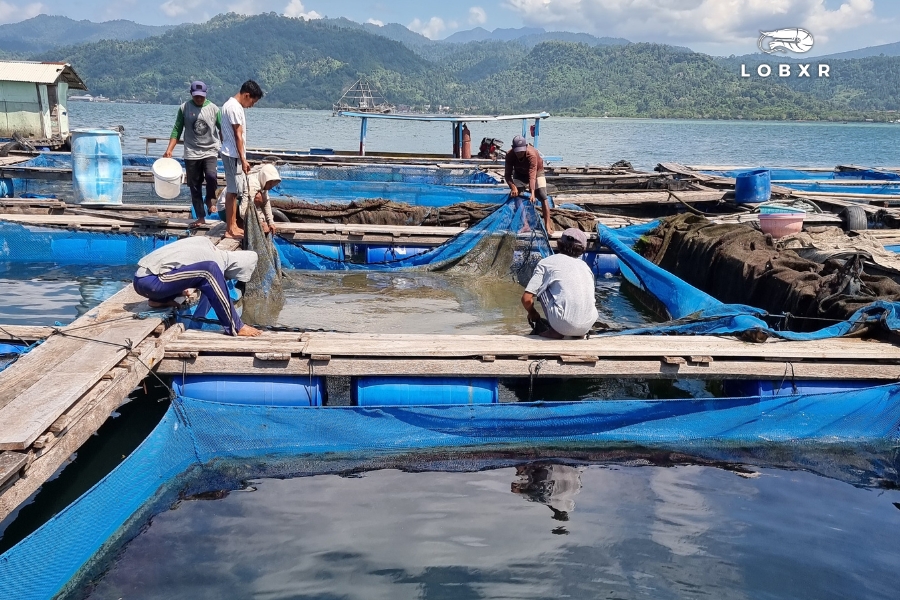 Sumatra and Lampung — The Southern Edge of Continuity