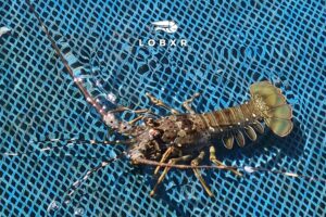 The Southern Breath — Sumatra, Lampung, and the Quiet Continuity of the Sea Category: Culture & Sustainability