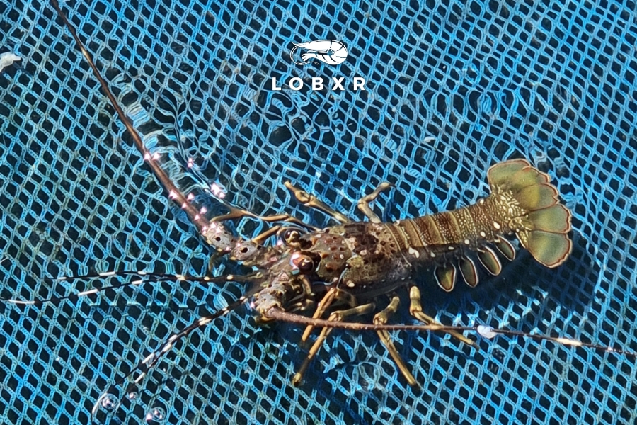 The Southern Breath — Sumatra, Lampung, and the Quiet Continuity of the Sea Category: Culture & Sustainability